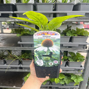 Echinacea purpurea 'White Swan' 9cm / 2L -