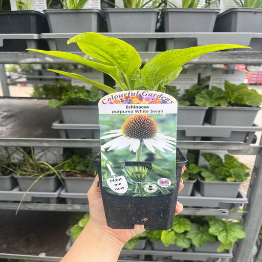 Echinacea purpurea 'White Swan' 9cm / 2L -
