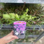 Astilbe chinensis pumila 9cm/2L -