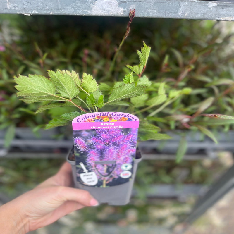 Astilbe chinensis pumila 9cm/2L -