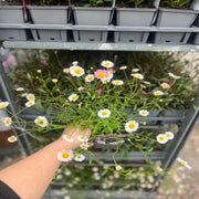 Erigeron karvinskianus profusion 9cm/2L -