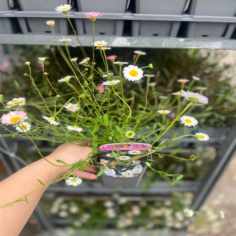 Erigeron karvinskianus profusion 9cm/2L -