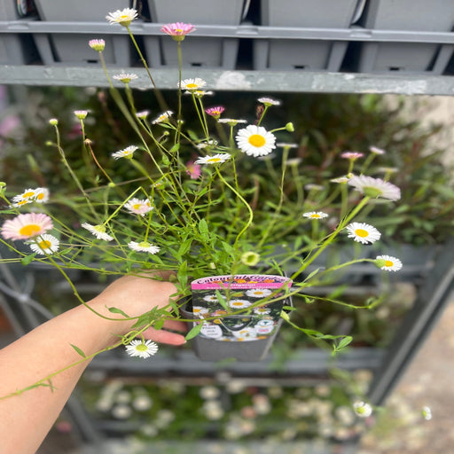 Erigeron karvinskianus profusion 9cm/2L -