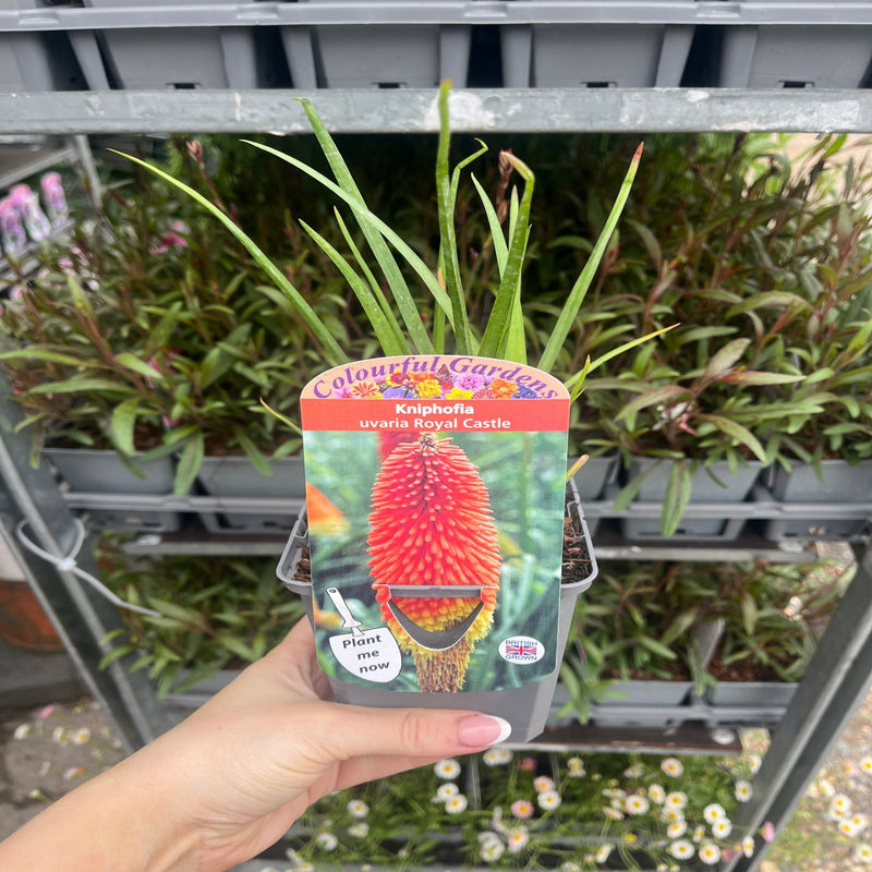 Kniphofia 'Royal Castle' (Red Hot Poker) 9cm/2L -