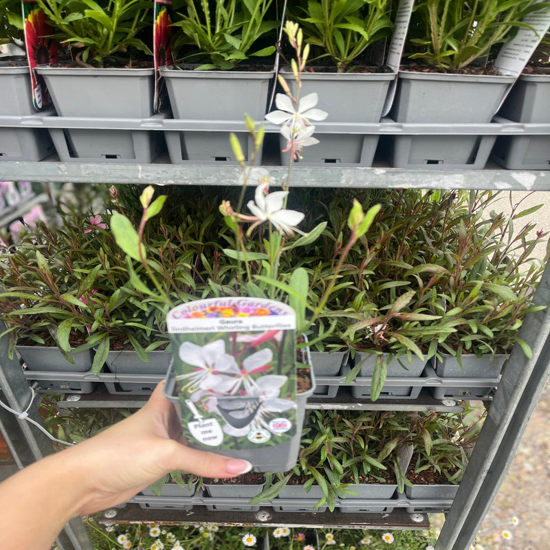 Gaura 'Whirling Butterflies' 9cm/2L -
