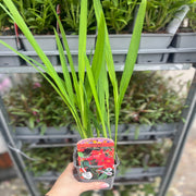 Crocosmia 'Carmine Brilliant' 9cm/2L -