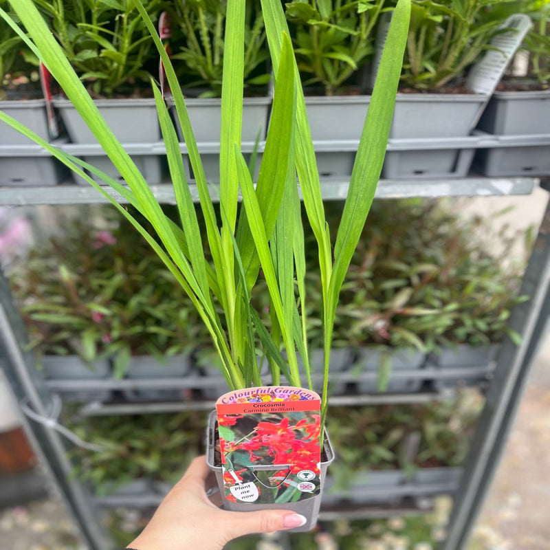 Crocosmia 'Carmine Brilliant' 9cm/2L -