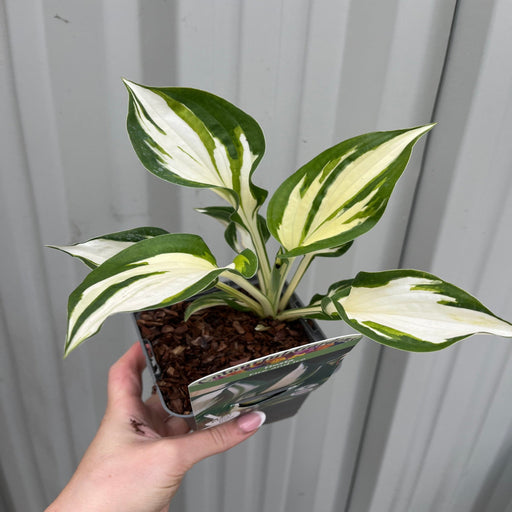 Hosta 'Fire and Ice' 9cm -