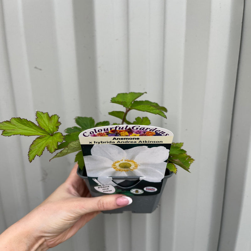 Anemone hupehensis 'Andrea Atkinson' 9cm/ 3L -