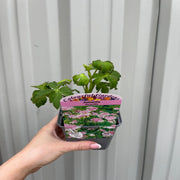 Astrantia Gracilis 9cm -