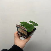 Hollyhock (Alcea) plena 'Chater's Rose' 9cm/1.5L -