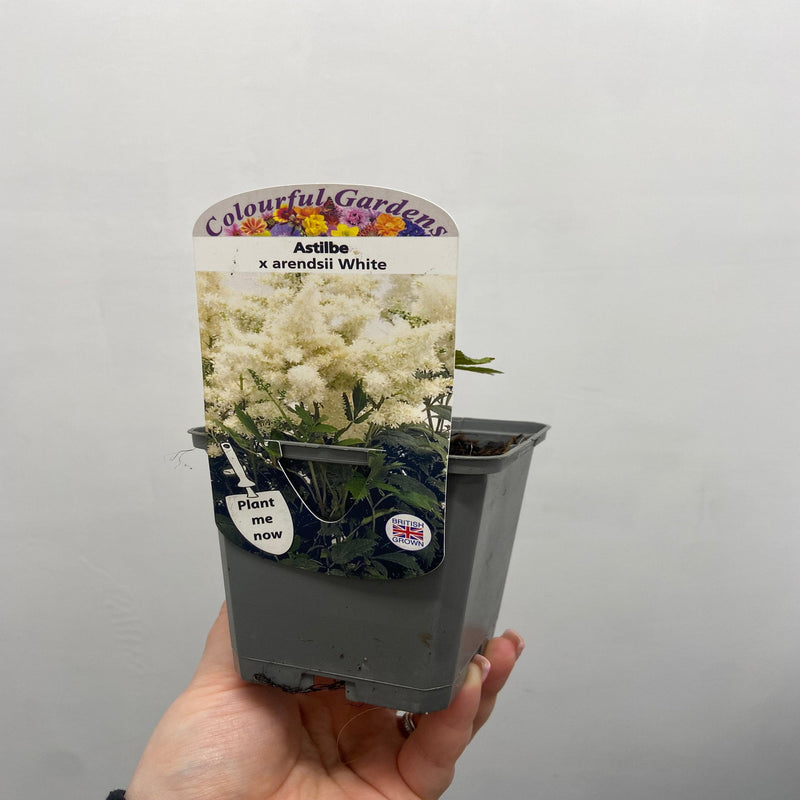 Astilbe arendsii White 9cm/2L -