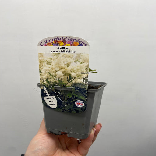 Astilbe arendsii White 9cm/2L -