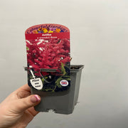 Astilbe arendsii Rose 9cm / 2L -