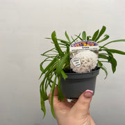 Armeria pseudarmeria White 9cm / 3L -