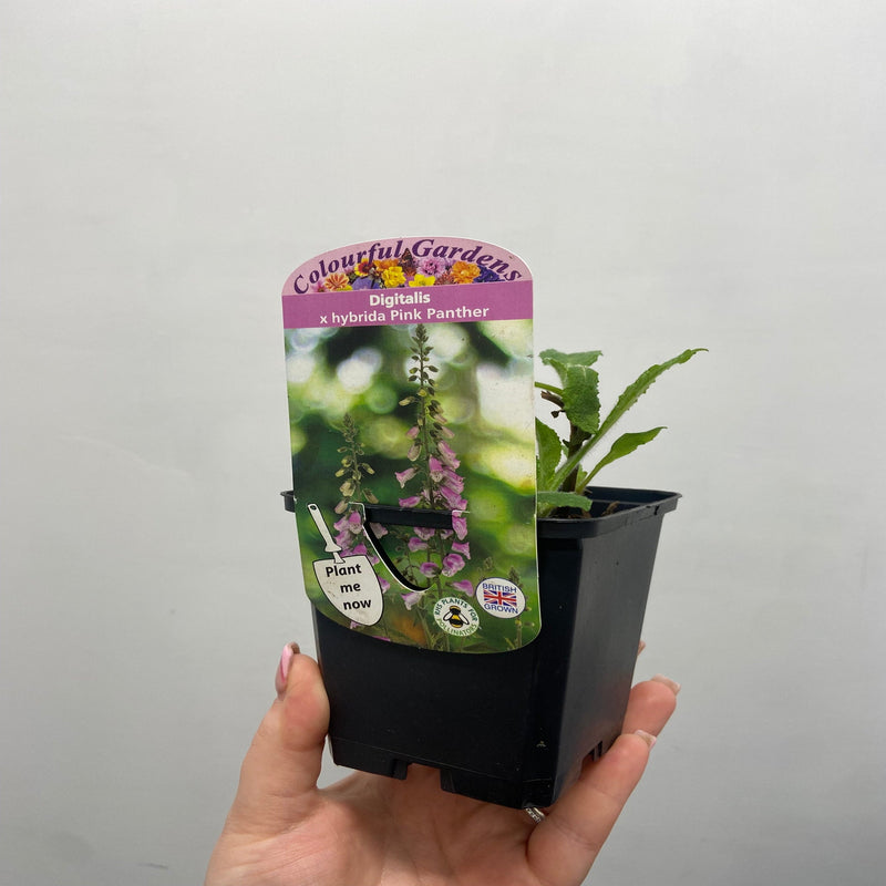 Digitalis 'Pink Panther' Foxglove (Two Sizes Available) -