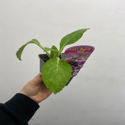 Digitalis purpurea 'Dalmation Rose' 9cm/1.5L/3L -