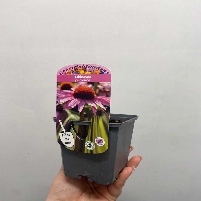 Echinacea purpurea 9cm / 2L -