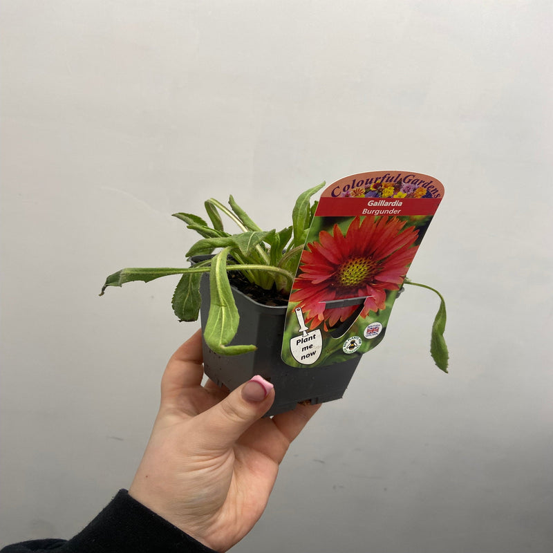 Gaillardia 'Burgunder' 9cm Pot -