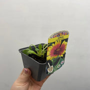 Gaillardia 'Kobold Goblin' 9cm -