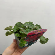 Heuchera 'Ruby Bells' 9cm/2L Growers Pot -