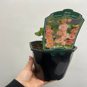 Hollyhock (Alcea) 'Chater's Apricot ' 9cm/1.5L/2L -