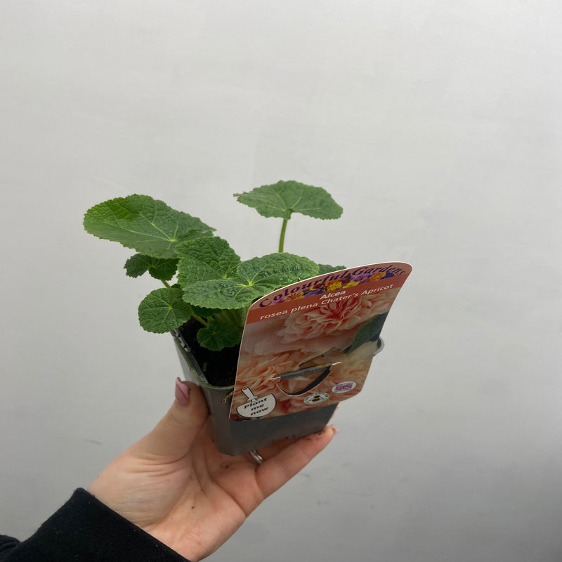 Hollyhock (Alcea) 'Chater's Apricot ' 9cm/1.5L/2L -