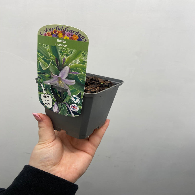 Hosta 'Francee' (fortunei) 9cm/2L -
