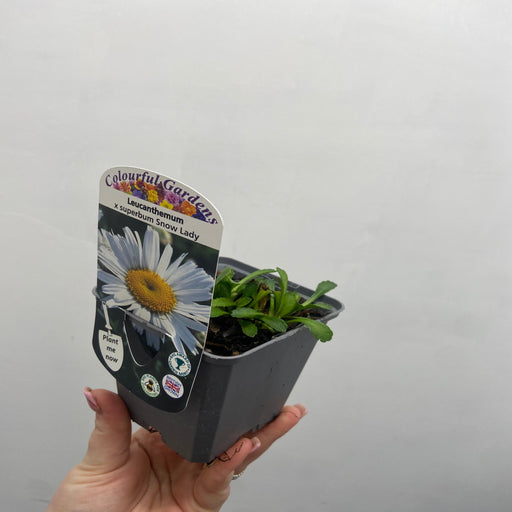 Leucanthemum 'Snow Lady' 9cm/1.5L Growers Pot -