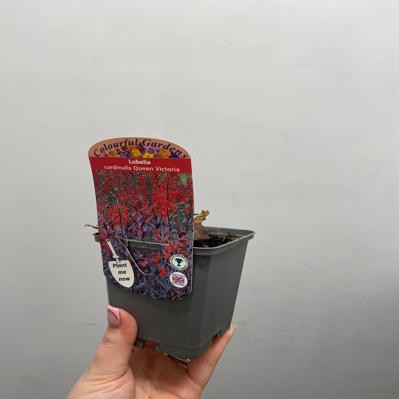 Lobelia cardinalis 'Queen Victoria' 9cm -