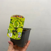 Hosta 'Fragrant Bouquet' 9cm/1.5L -