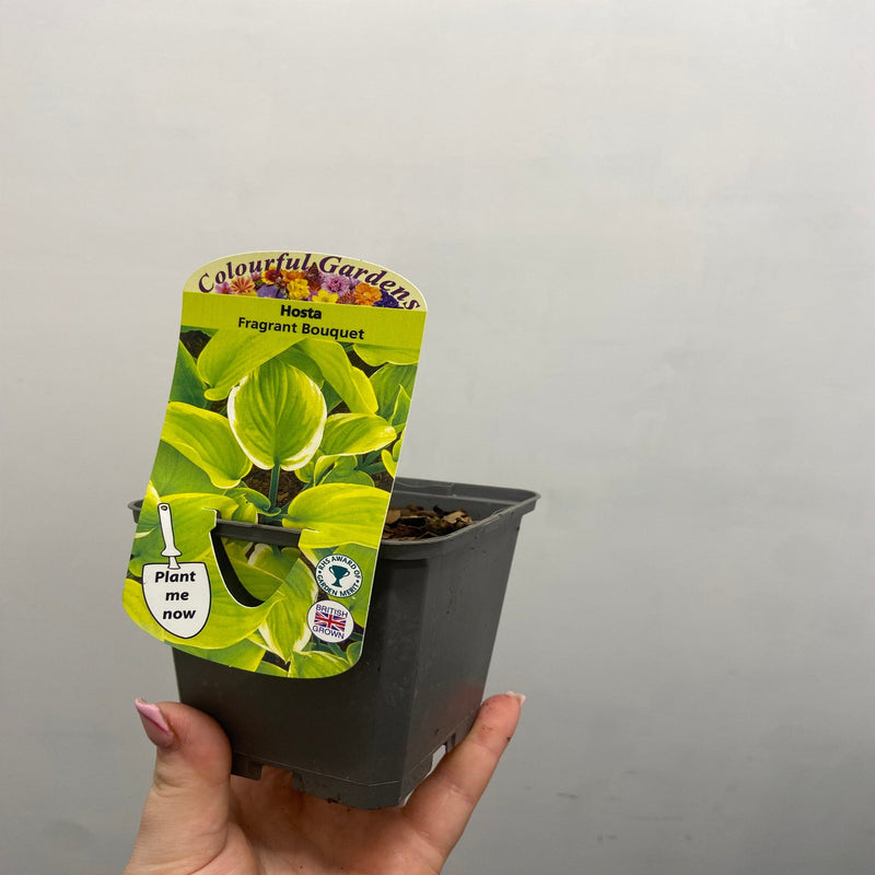 Hosta 'Fragrant Bouquet' 9cm/1.5L -