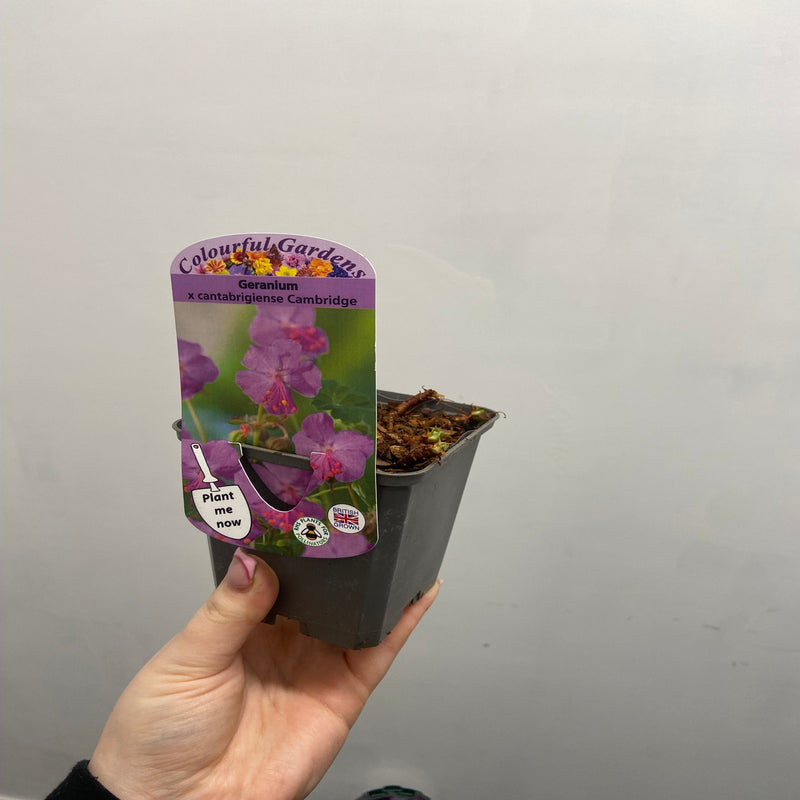 Geranium x cantabrigiense Cambridge 9cm / 2L -