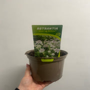 Astrantia 'Star of Billion' 2L -