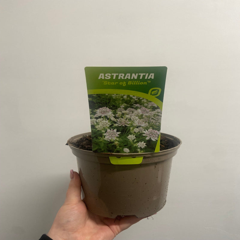 Astrantia 'Star of Billion' 2L -