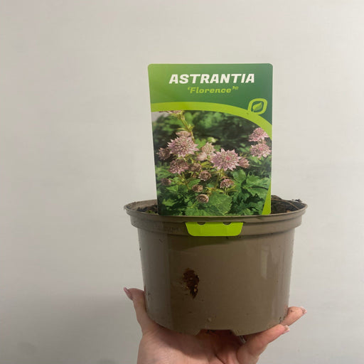 Astrantia 'Florence' 2L -