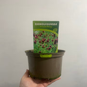 Sanguisorba Proud Mary 2L -