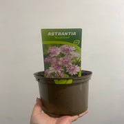 Astrantia major ‘Buckland' 2L -