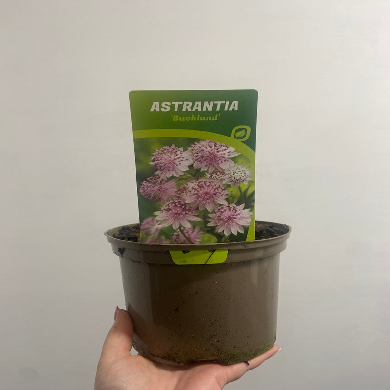 Astrantia major ‘Buckland' 2L -