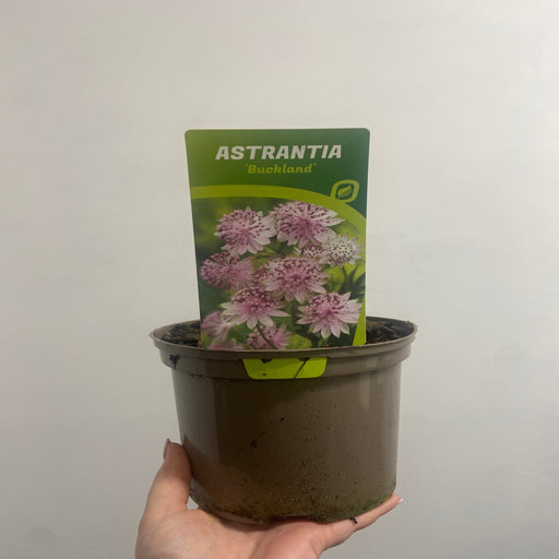 Astrantia major ‘Buckland' 2L -