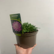 Scabious 'Pink Mist' 9cm/2L -