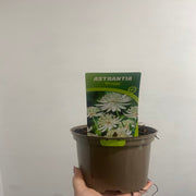 Astrantia major ‘Shaggy’ 2L -