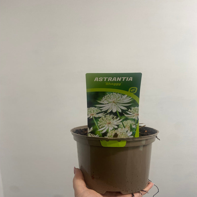 Astrantia major ‘Shaggy’ 2L -