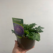 Scabious Butterfly Blue 9cm/2L -