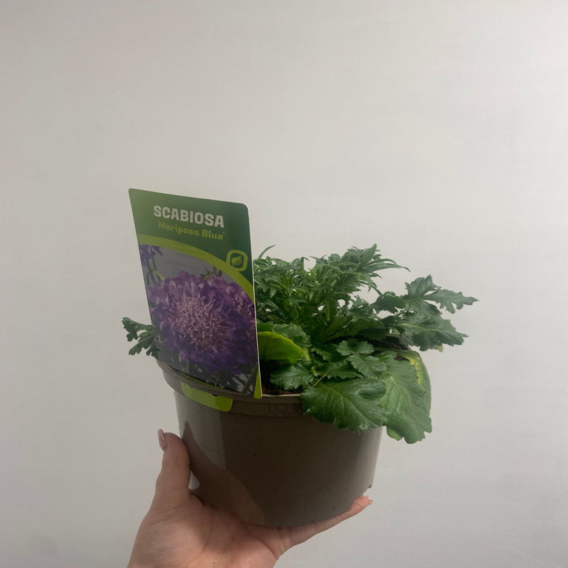 Scabious Butterfly Blue 9cm/2L -