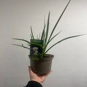 Libertia formosa 9cm/2L -