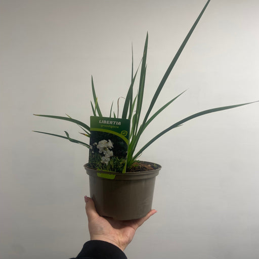 Libertia formosa 9cm/2L -