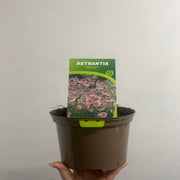 Astrantia Roma 9cm/2L -