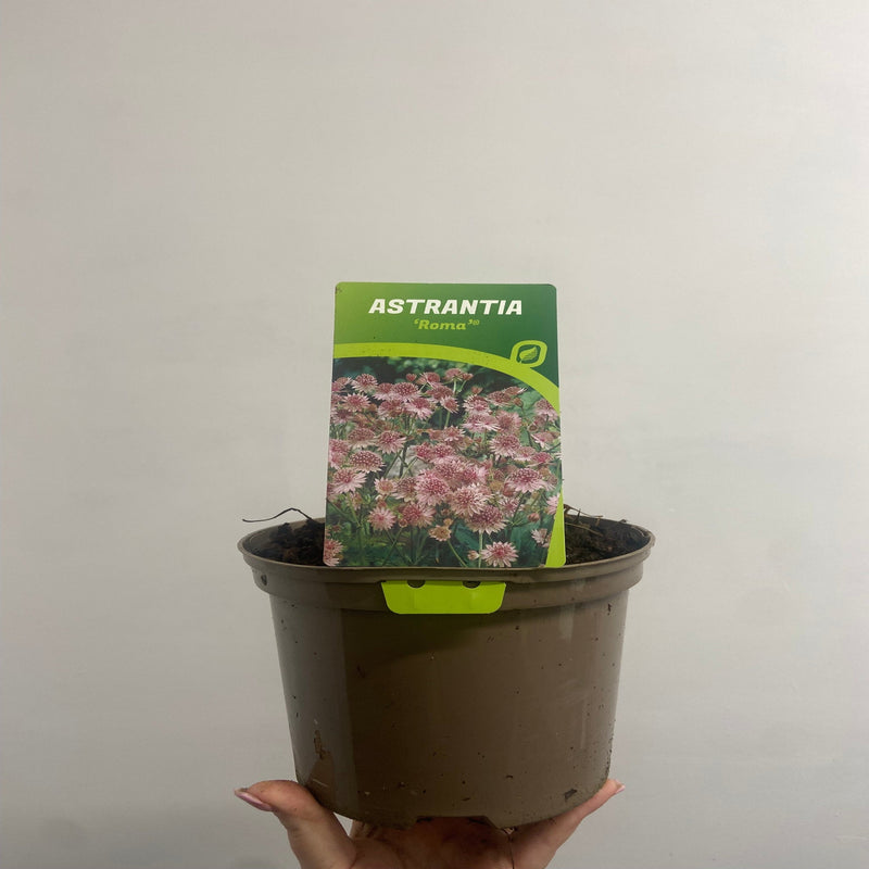 Astrantia Roma 9cm/2L -