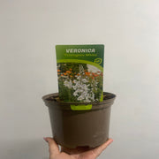 Veronica 'Tissington White' 2L -